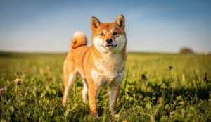 Shiba Inu: dlaczego ta rasa jest jedną z najtrudniejszych dla początkujących właścicieli