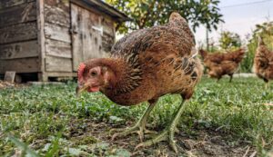 Kura Zielononóżka: dlaczego ta polska rasa podbija hodowle przydomowe w 2026 roku