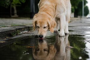 Pies pije wodę z kałuży po deszczu? Weterynarze ostrzegają przed tym letnim nawykiem