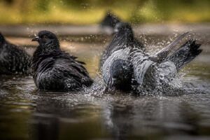 Ptaki kąpią się w kałużach po deszczu? Oto dlaczego latem robią to tak chętnie