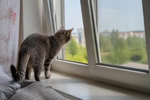 Uchylone okno latem może być pułapką dla kota — weterynarze ostrzegają przed tym błędem
